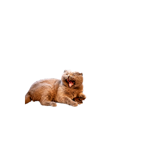 Yawning British Shorthair Cat On Teal Sofa With Laptop In Cozy Indoor Setting. 16110 - Cat PNG image with transparent background